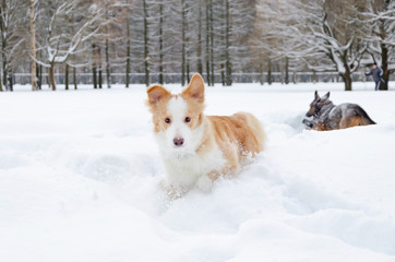 The border collie. Young energetic dog walks. Walking outdoors in the winter.  How to protect your pet from hypothermia. 