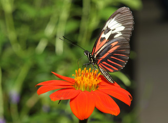 Butterfly feeding on a Mexican sunflower