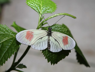 Butterfly on a leaf