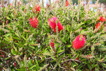 Red Bottlebrush flowers (Callistemon citrinus)