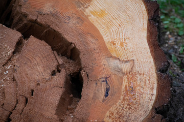 wooden tree stump