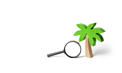 Wooden palm tree and a magnifying glass on an isolated background. Search for tours and cruises to warm countries. development of tourism. Tropical island. Conceptual leisure and vacation