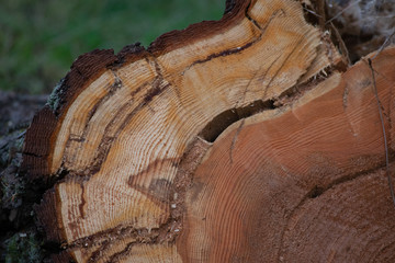 tree stump with rings