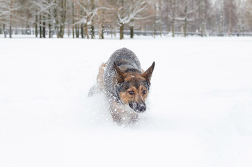 Young energetic half-breed dog walks. Walking outdoors in the winter.  How to protect your pet from hypothermia. 