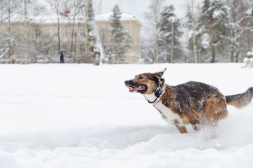Young energetic half-breed dog walks. Walking outdoors in the winter.  How to protect your pet from hypothermia. 