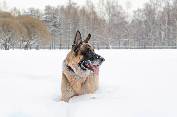 The German shepherd. Young energetic dog walks. Walking outdoors in the winter.  How to protect your pet from hypothermia. 