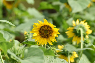 Yellow sunflowers bloom