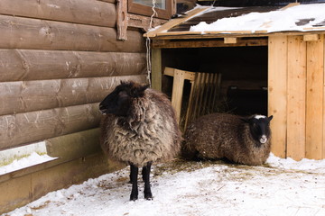 Sheep resting in the snow near a wooden house in the village