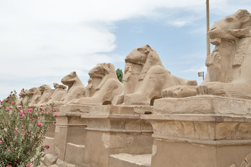 ancient egypt statues of sphinx in Luxor karnak temple
