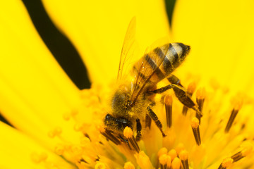 bee collecting honey on a yellow flower, close up