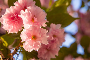 Double cherry blossoms in Japan 