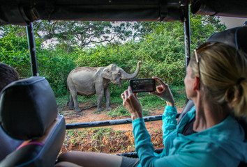 Woman taking photo of Asian Elephant while on Safari in Yala National Park - obrazy, fototapety, plakaty