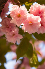 Double cherry blossoms in Japan 