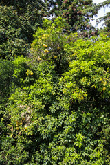 Fototapeta na wymiar Beautiful citrus tree with ripe fruits in garden
