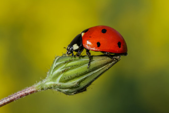 ladybug 9