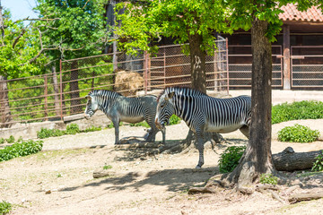 Zebra animal (latin name Equus). Portrait of african animal in the park. Animal with white and...