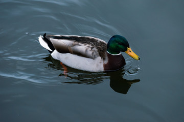 Water droplet falling off duck beak in motion