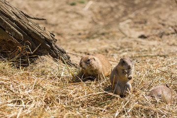 The Prairie Dog (latin name Cynomys ludovicianus) on the ground. Rodent animal coming from Africa