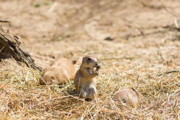 The Prairie Dog (latin name Cynomys ludovicianus) on the ground. Rodent animal coming from Africa