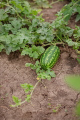 Young shoots of watermelons On the open field on the farm field.