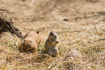 The Prairie Dog (latin name Cynomys ludovicianus) on the ground. Rodent animal coming from Africa
