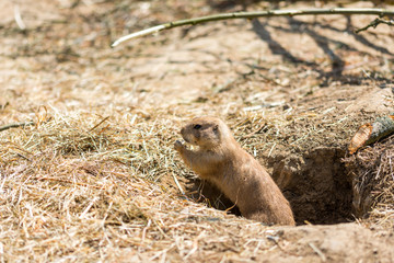 Naklejka na ściany i meble The Prairie Dog (latin name Cynomys ludovicianus) on the ground. Rodent animal coming from Africa