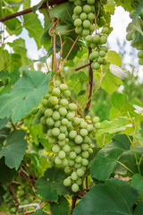 Green young wine grapes in the vineyard. Beginning of summer close up grapes growing on vines .