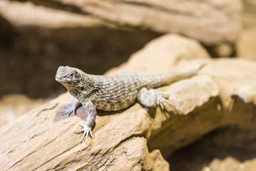 The lizard (latin name Sauromalus obesus) on the rock. Detail of reptile animal