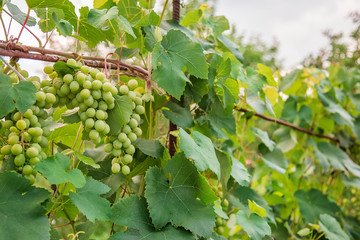 Green young wine grapes in the vineyard. Beginning of summer close up grapes growing on vines .