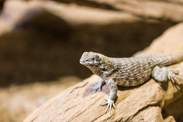 The lizard (latin name Sauromalus obesus) on the rock. Detail of reptile animal