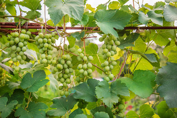 Green young wine grapes in the vineyard. Beginning of summer close up grapes growing on vines .