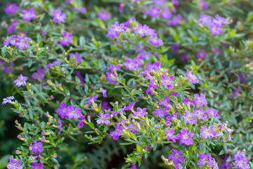 Soft focus background of purple heather flowers and green foliage in a sunlit garden ~SUNLIT GARDEN~