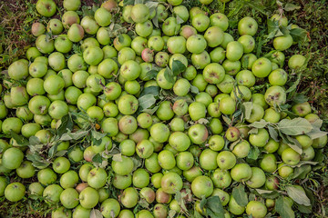 Spoiled green apples lie on the ground among the leaves in the garden.