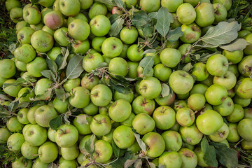 Spoiled green apples lie on the ground among the leaves in the garden.