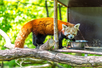 Red panda (latin name Ailurus fulgens) is eating on the tree branch