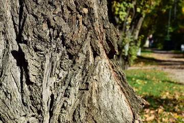 Alter knorriger Baum in einem Park