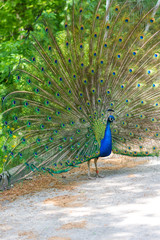 Obraz premium The peacock (latin name Pavo cristatus) bird on the park street. Colorful bird with beautiful feathers is walking on grass. Portrait of peacock bird