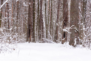 Winter landscape. Snowy trees, frost, big snowdrifts and snowfall.