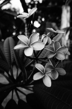 Paradiesblume