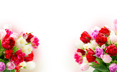 Fresh tulips flowers