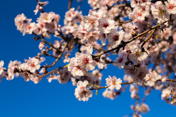 Spring blossom background. Beautiful nature scene with blooming tree on sunny day. Spring flowers. Beautiful orchard in Springtime. Abstract blurred background.
