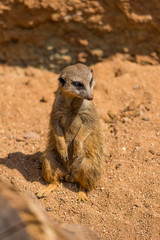 Meerkat animal (latin name Suricata Suricatta) in the wild. Detail of african animal walking on the ground. Watchful guarding animal is guarding on nearby area