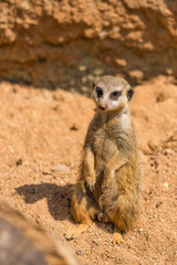Meerkat animal (latin name Suricata Suricatta) in the wild. Detail of african animal walking on the ground. Watchful guarding animal is guarding on nearby area