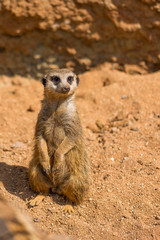 Meerkat animal (latin name Suricata Suricatta) in the wild. Detail of african animal walking on the ground. Watchful guarding animal is guarding on nearby area