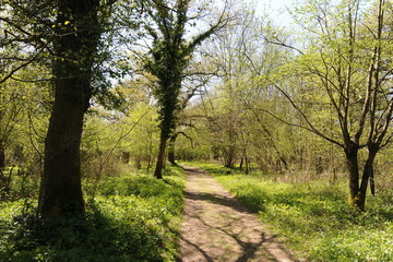 Fototapeta na wymiar Path through Sixpenny Handley woods, Dorset, England