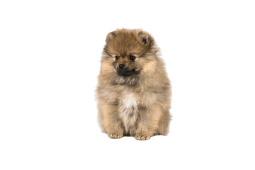 Small Pomeranian puppy sitting isolated on a white background