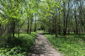 Fototapeta na wymiar path in woods, Sixpenny Handley, Dorset, UK