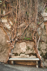 panchina di pietra contornata da pianta rampicante