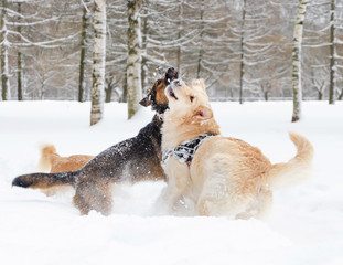 The Golden retriever. Dogs play with each other. Walking outdoors in the winter.  How to protect your pet from hypothermia. 