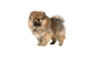 Small Pomeranian puppy standing isolated on a white background